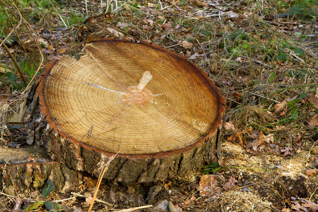 small tree stump on the ground