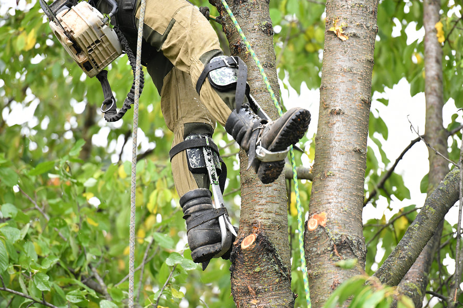 man wearing a safety harness while climbing a tree